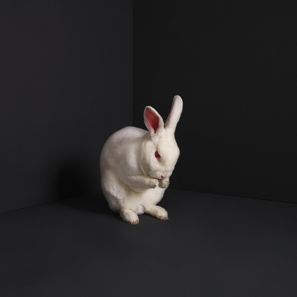Brume - Rabbits Music CD