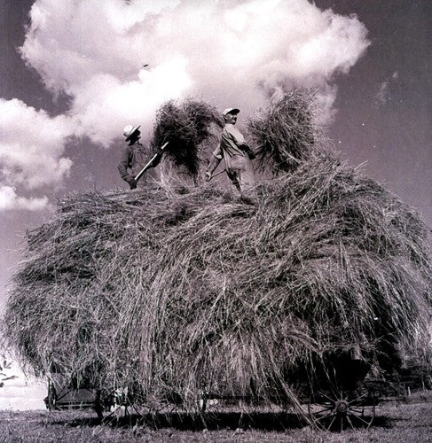 William Elliott Whitmore - Field Songs [LP] Vinyl Record
