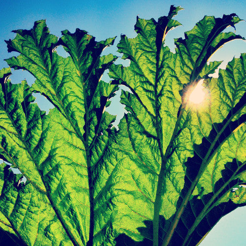 Pfarmers - Gunnera [Vinyl] Vinyl Record