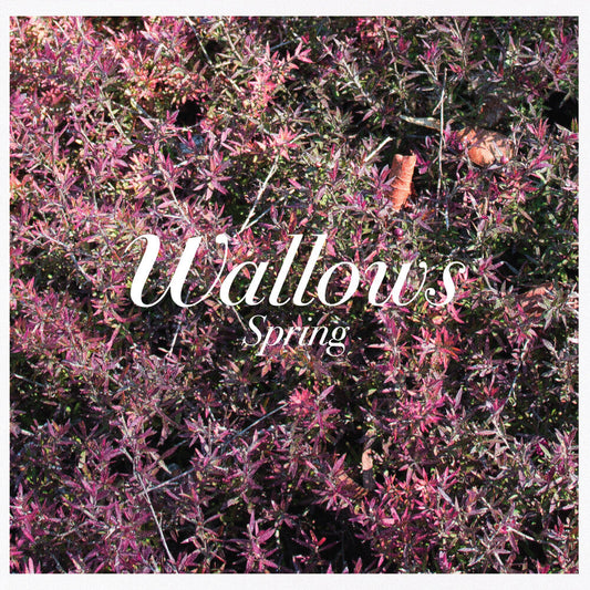 Wallows - Spring (Mod) [CD] [New CD]