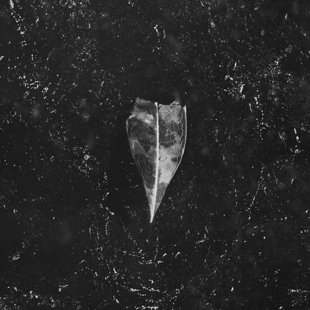 Bees Made Honey in the Vein Tree - Aion Music CD