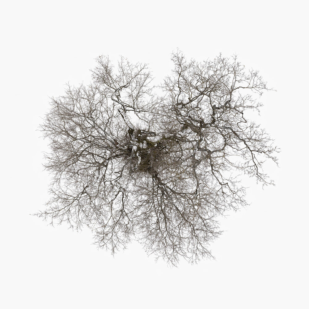 John Metcalfe - Tree Music CD