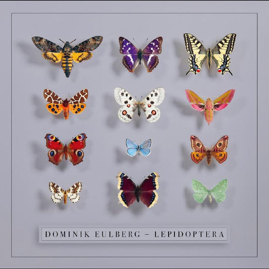 Eulberg, Dominik - Lepidoptera [CD] [New CD]