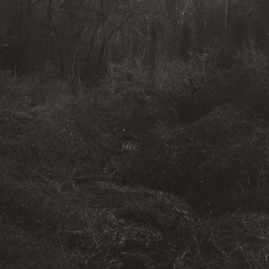 Lesley Mok - Transient [Download Included] [New Vinyl]