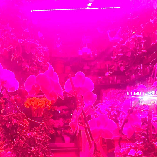 Melaina Kol - Okay That's A Great Idea Because If I Do That Then [Cassette] [New Cassette]