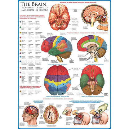 The Brain 1000 Piece Jigsaw Puzzle Eurographics