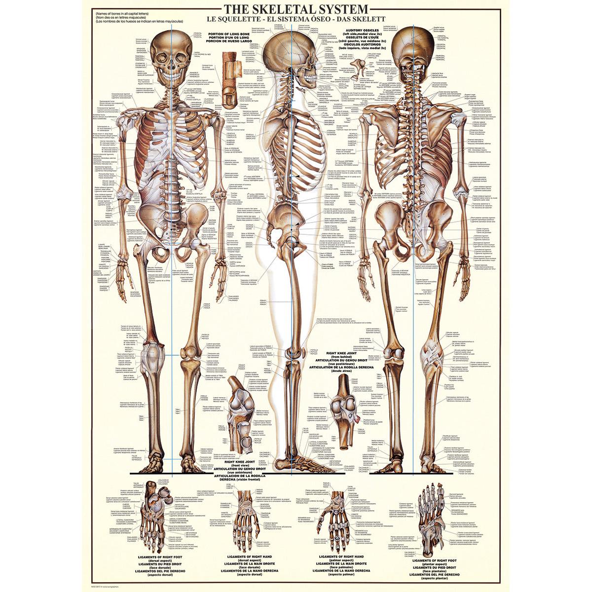 The Skeletal System 1000 Piece Jigsaw Puzzle Eurographics