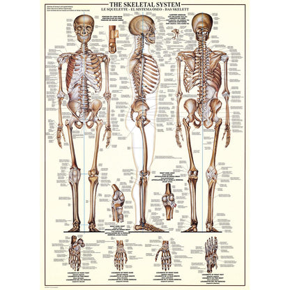 The Skeletal System 1000 Piece Jigsaw Puzzle Eurographics